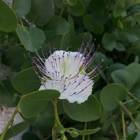 Sunset Lejlighed Slano